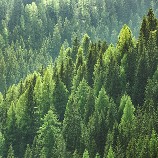 Nachhaltigkeit-Wald