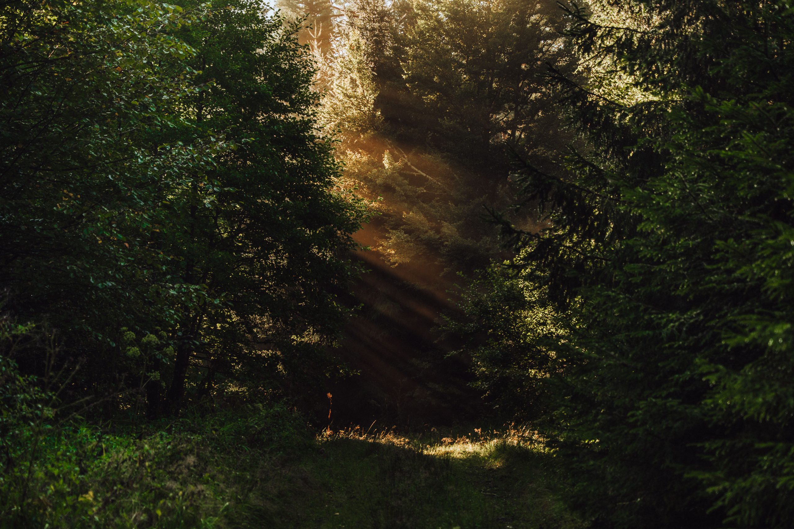 7 – 2025_mgfilms_Natur_baiersbronn5
