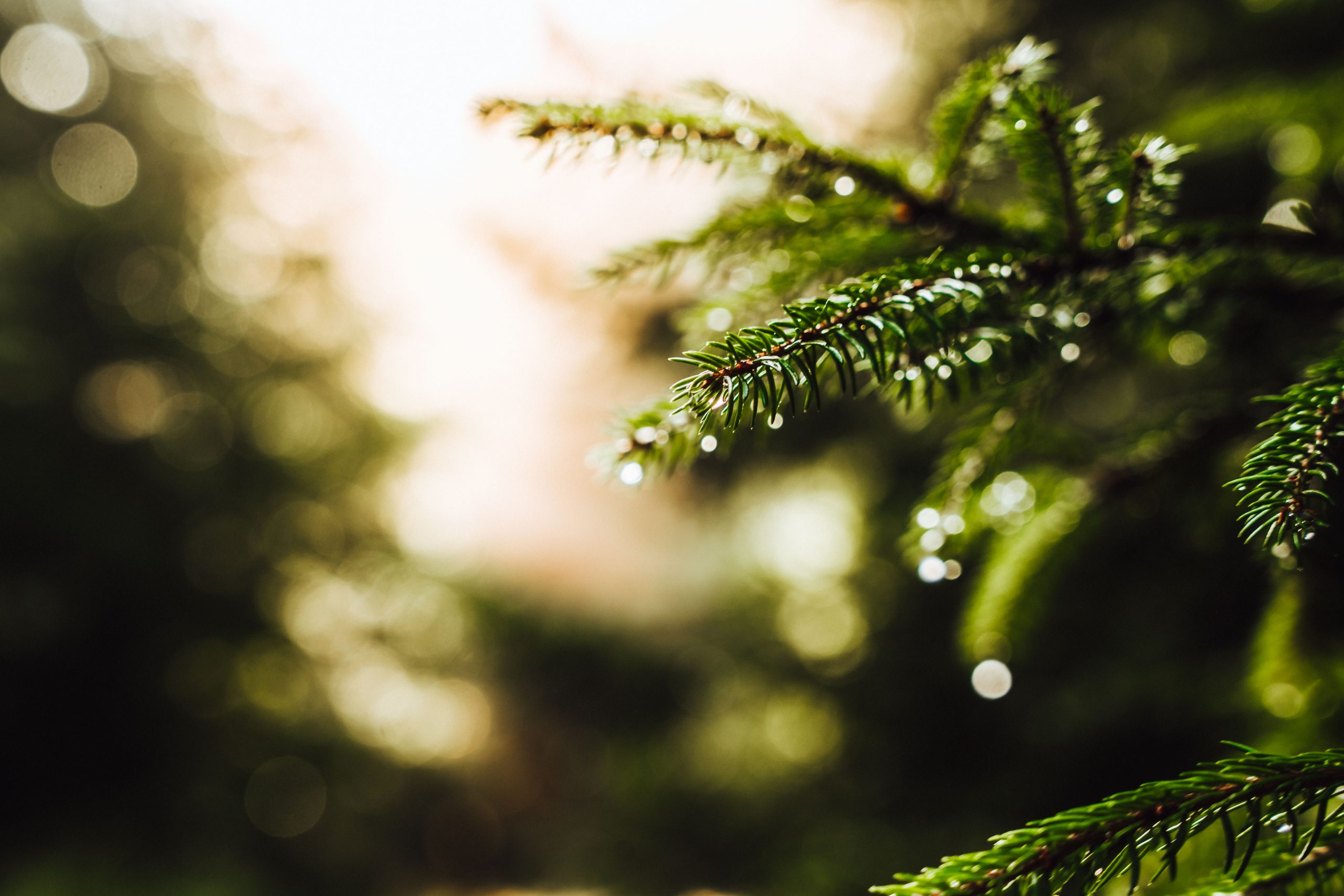8 – 2025_mgfilms_Natur_baiersbronn12