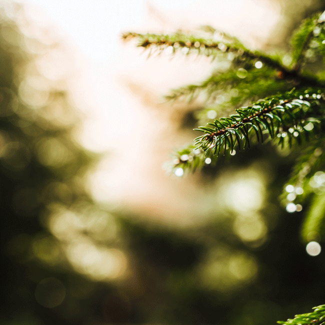 8—2025_mgfilms_Natur_baiersbronn12_650x650px