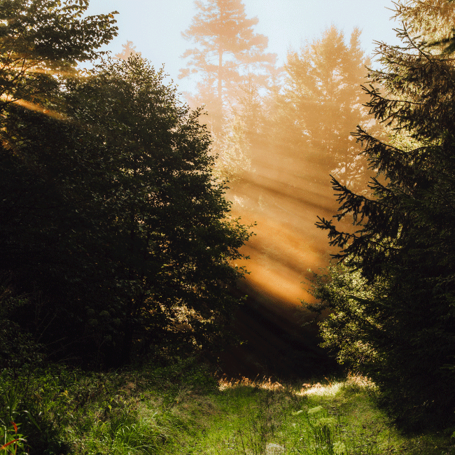 9—2025_mgfilms_Natur_baiersbronn15_650x650px